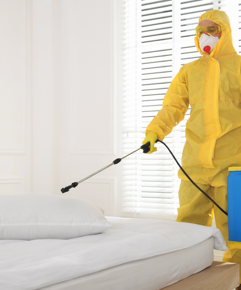 Professional Pest Control Team in Gilles Plains